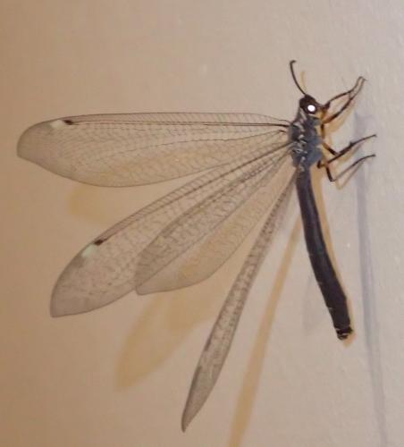 Réf. 238 200 : Myrmeleon formicarius